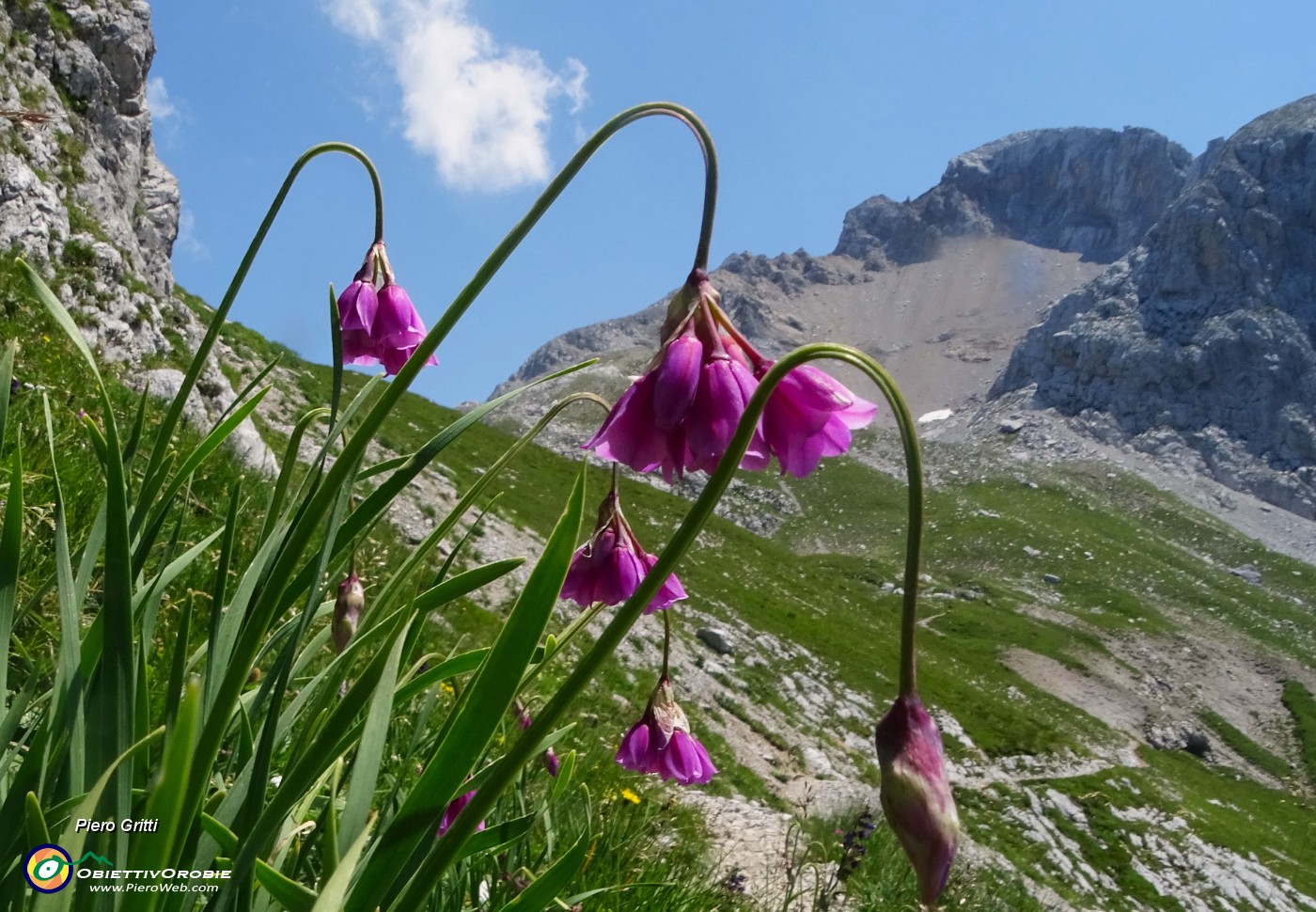 06 Allium insubricum (Aglio d'Insubria) nel Mandrone.JPG